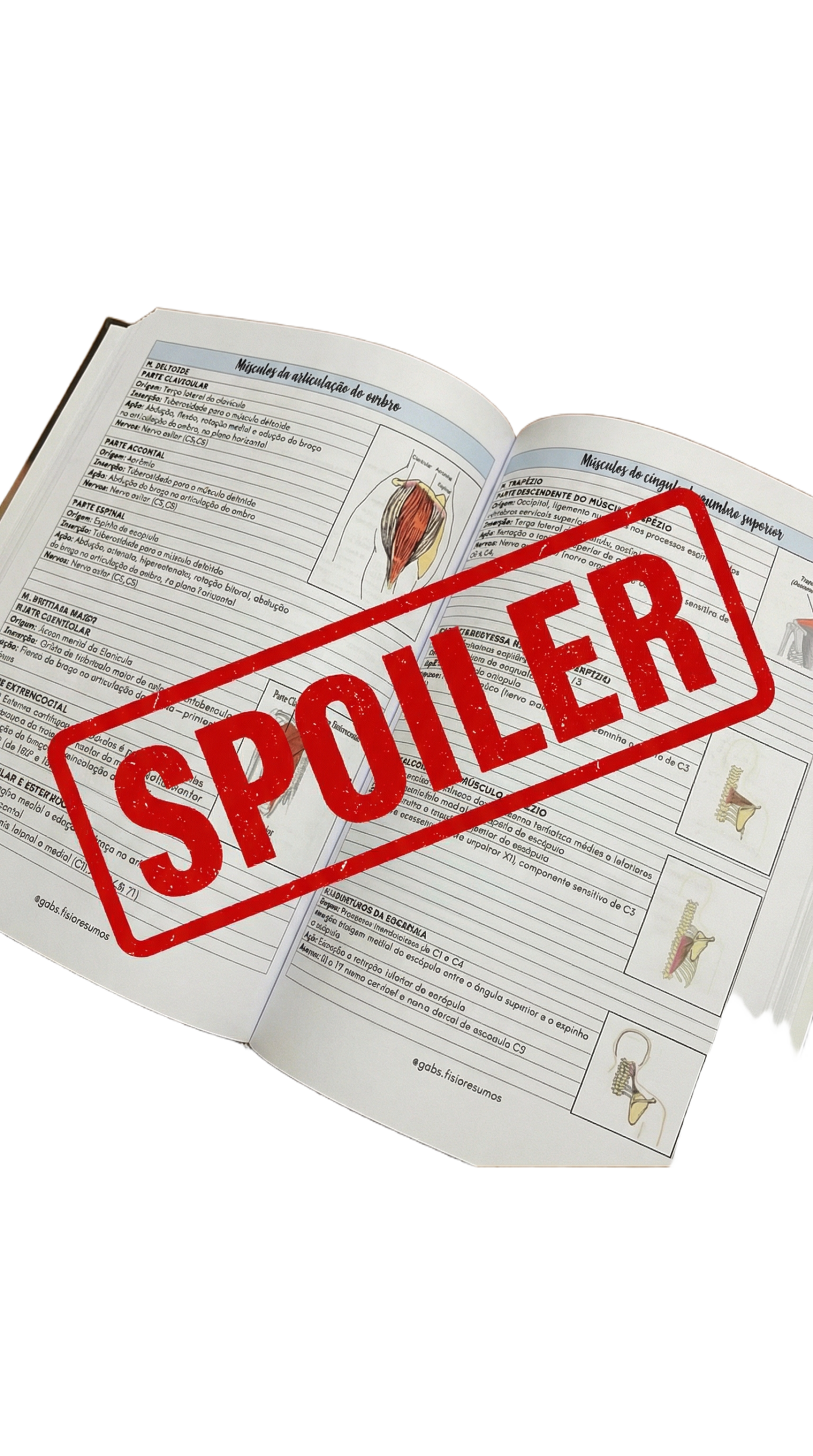 Prévia do guia de músculos — tabela de origem, inserção e inervação